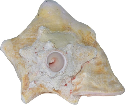 Conch shell horn - conch,