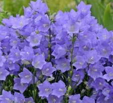 Campanula collection of  5
