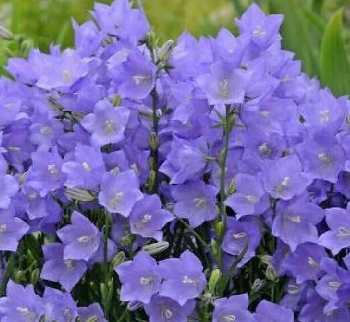 Campanula collection 5 - of,
