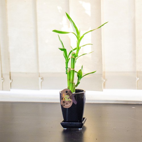 Pot lucky bamboo plant - pot,