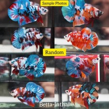 Live Betta Fish Male Galaxy Halfmoon Plakat HMPK Randomly High Quality Grade