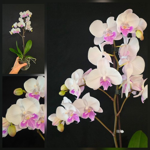 Phalaenopsis pink big - phalaenopsis,