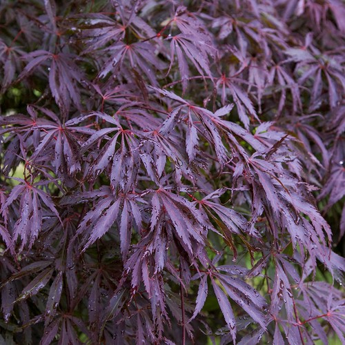 Acer palmatum trompenburg - palmatum, 'trompenburg'