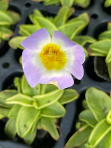 Pinguicula primuliflora