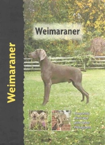 Weimaraner lavonia - weimaraner, love),lavonia