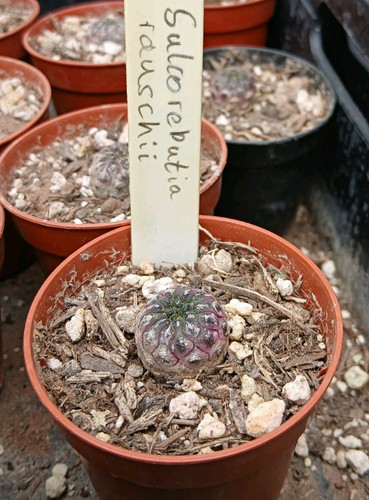 Sulcorebutia rauschii potted - sulcorebutia,
