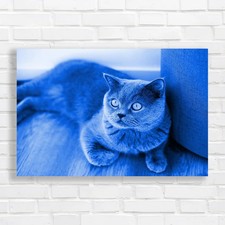 Regal British Shorthair Cat