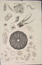 Original Old Antique Print