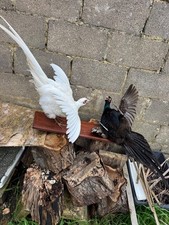 Rare pair of taxidermy