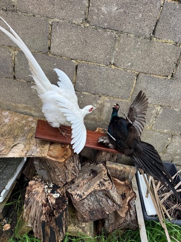 Rare pair taxidermy - of,