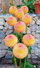 Dahlia Tubers. Blyton Softer