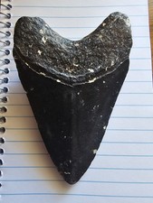 megalodon tooth real  3 3/4 " Top To Bottom And 2 1/2 Wide At Top