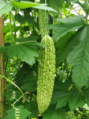 Chinese bitter melon - chinese, melon/bitter