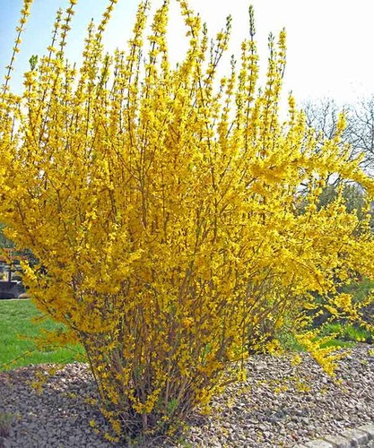 Forsythia intermedia lynwood - forsythia,