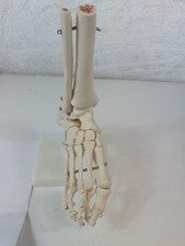 Life Size Foot and Ankle Joint