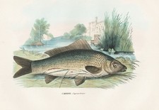 Cyprinus Carpio Carp Fish Lithograph Litho Boschi 1863-79