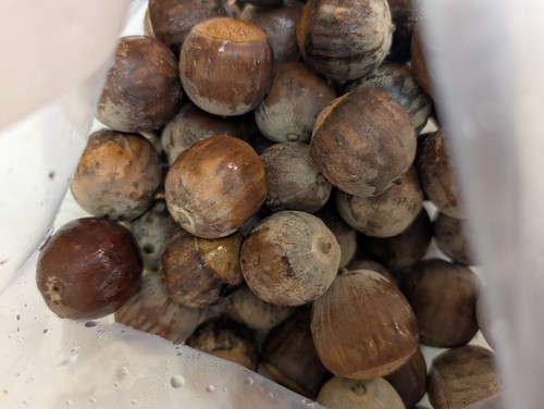 Bur oak acorns - bur, for