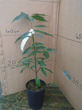 Quercus myrsinifolia