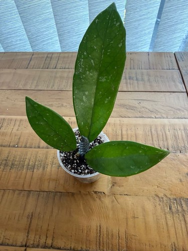 Silver splash hoya - splash, carnosa