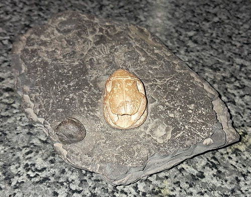 Scarab trilobite fossil - scarab/trilobite,
