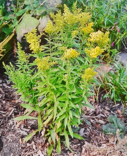 Golden rod plants - golden, solidago)plants
