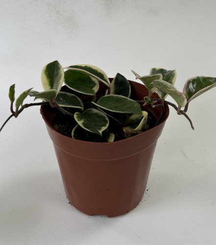 Hoya carnosa krimson princess - carnosa,