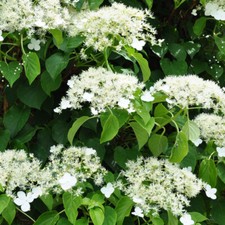 Hydrangea Petiolaris Hardy Shrub Deciduous Garden Plant 1, 2 or 3 x 9cm Pots T&M