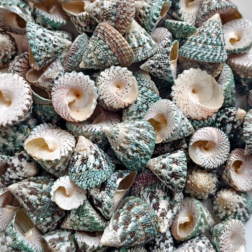 Natural pyramid top - natural, shells