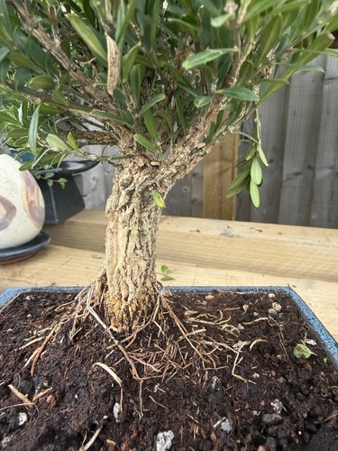 Boxwood bonsai tree japanese - boxwood,