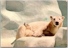 1986 Zoo Polar Bear And Cub