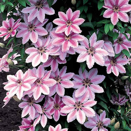 Clematis nelly moser hardy - clematis,