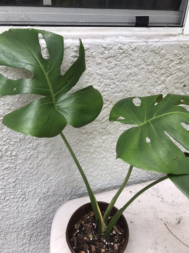 Monstera deliciosa swiss - monstera, deliciosa,