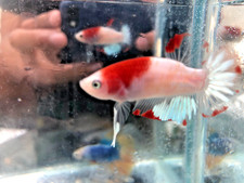 Male AOC tancho betta plakat tanco live
