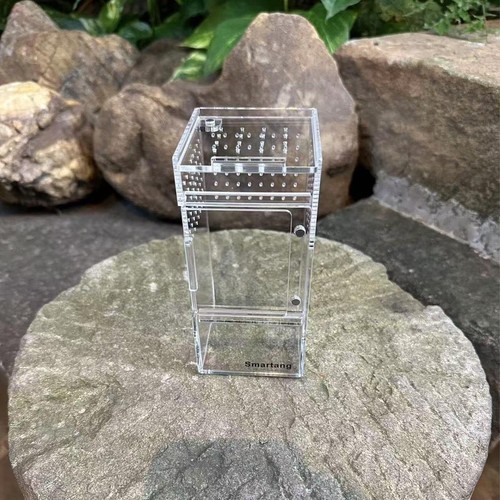 Jumping spider enclosure - spider,