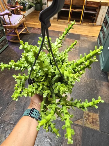 Rare euphorbia bisellenbeckii - euphorbia,