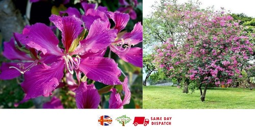 Purple orchid tree - purple,