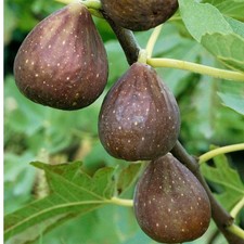 3 X Fig tree cuttings:  Brown