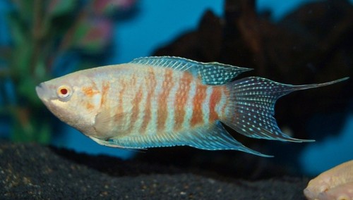 Albino paradise gourami live - albino,