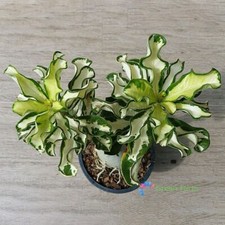 10 Seeds Adenium Obesum Desert Rose Variegated Leaves Siam Flowers Bonsai Plants