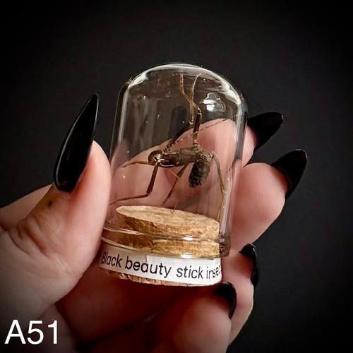 Black beauty stick insect - beauty,