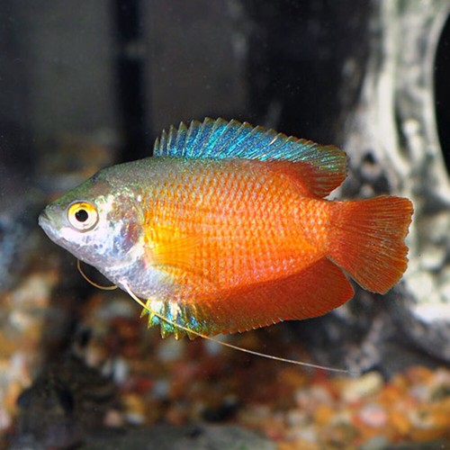 Pack dwarf flame blood red - dwarf,