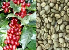 15 seeds of the coffee plant