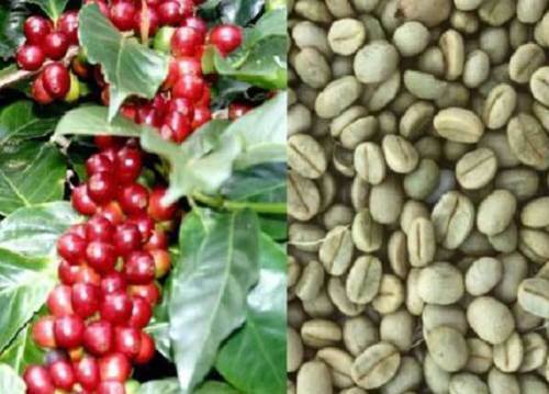 Seeds the coffee - of, plant