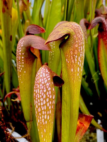 Sarracenia minor sm017 - minor,