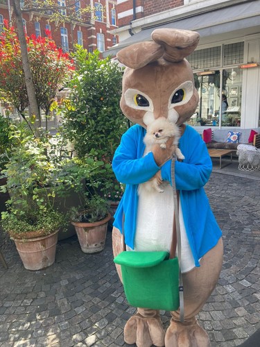 Bunny rabbit adult mascot - rabbit,