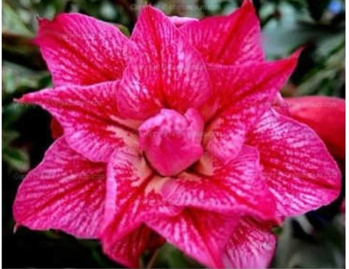 Adenium obesum desert rose - adenium,