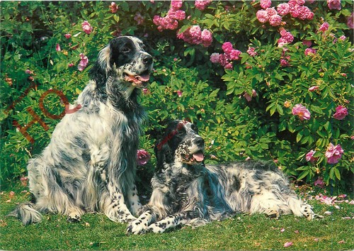 Picture postcard dogs - postcard>,