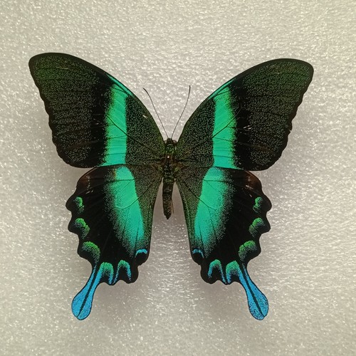 Green peacock butterfly - green,