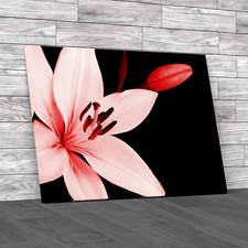 Captivating Lily Flower With Ample Copy Space Red Canvas Print Large Picture