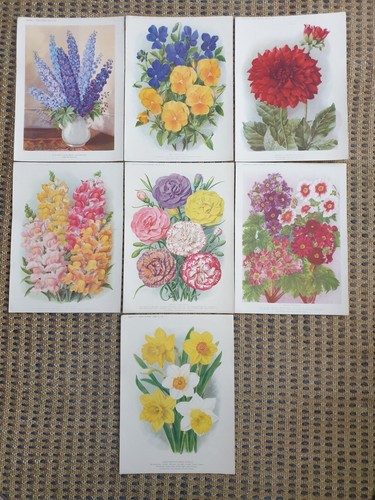 Vintage botanical prints - vintage,